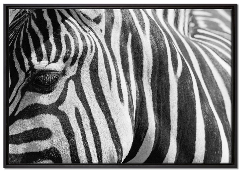 Zebra Porträt auf Leinwandbild gerahmt Größe 100x70