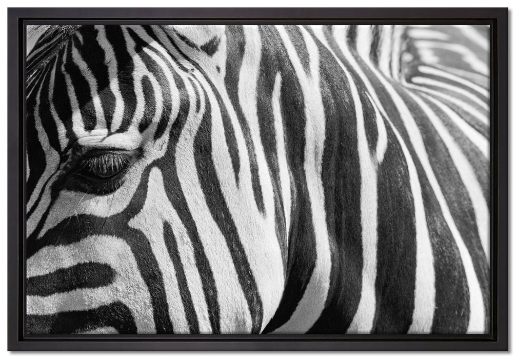 Zebra Porträt auf Leinwandbild gerahmt Größe 60x40