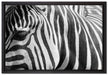 Zebra Porträt auf Leinwandbild gerahmt Größe 60x40