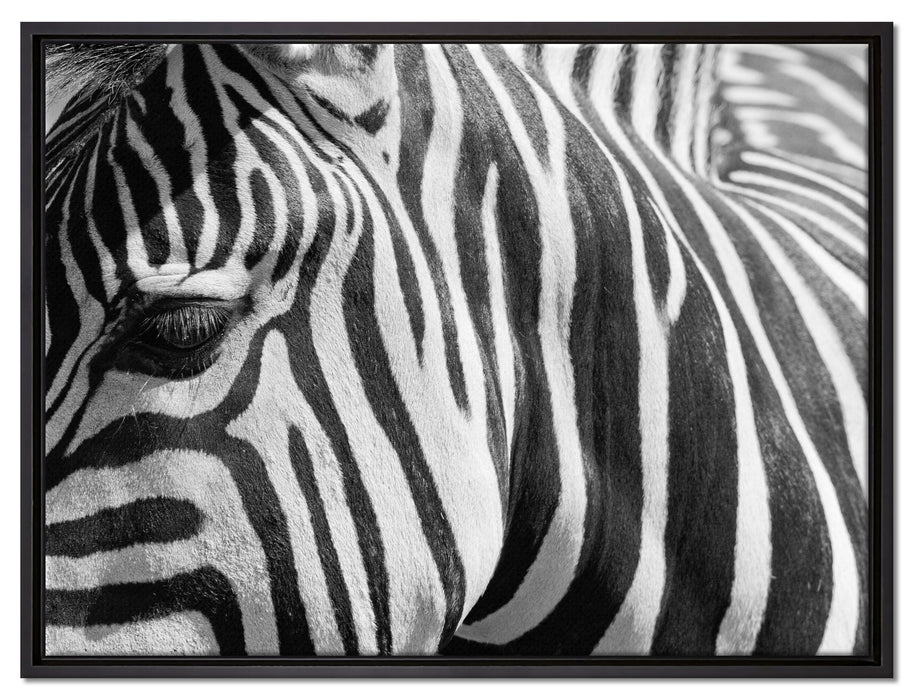 Zebra Porträt auf Leinwandbild gerahmt Größe 80x60