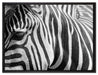 Zebra Porträt auf Leinwandbild gerahmt Größe 80x60