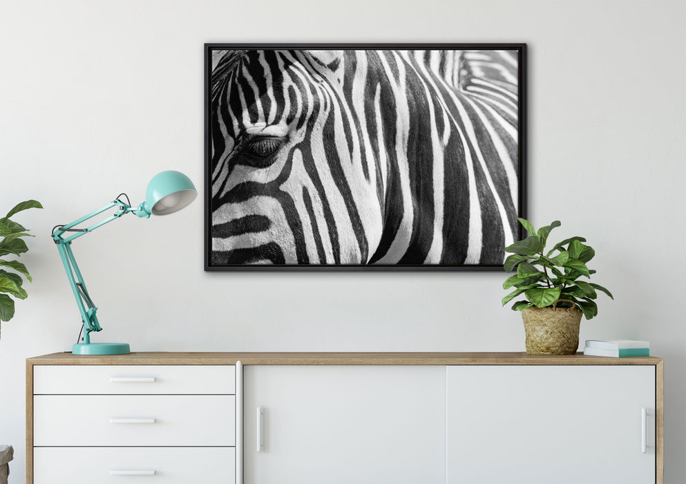 Zebra Porträt auf Leinwandbild gerahmt verschiedene Größen im Wohnzimmer