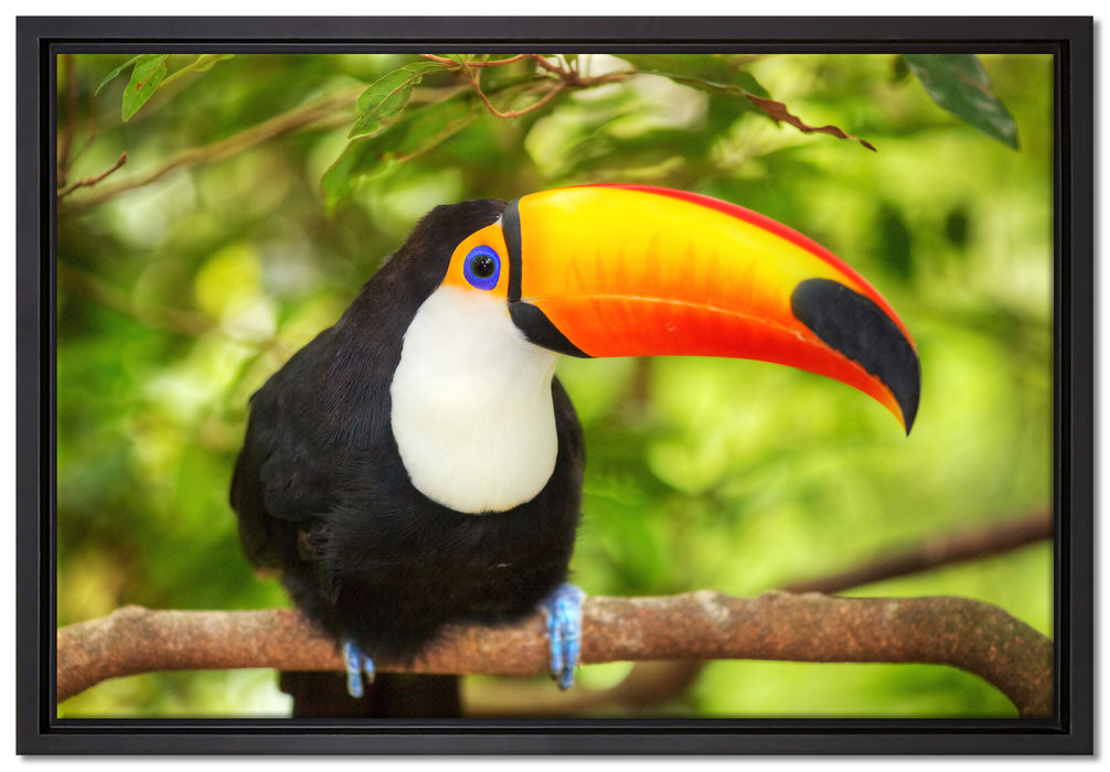 Exotischer Tukan auf Leinwandbild gerahmt Größe 60x40