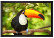 Exotischer Tukan auf Leinwandbild gerahmt Größe 60x40