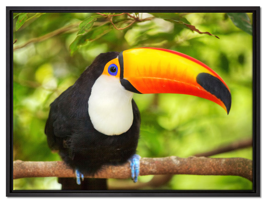 Exotischer Tukan auf Leinwandbild gerahmt Größe 80x60