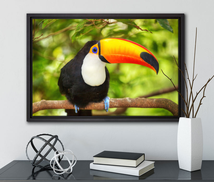 Exotischer Tukan auf Leinwandbild gerahmt mit Kirschblüten