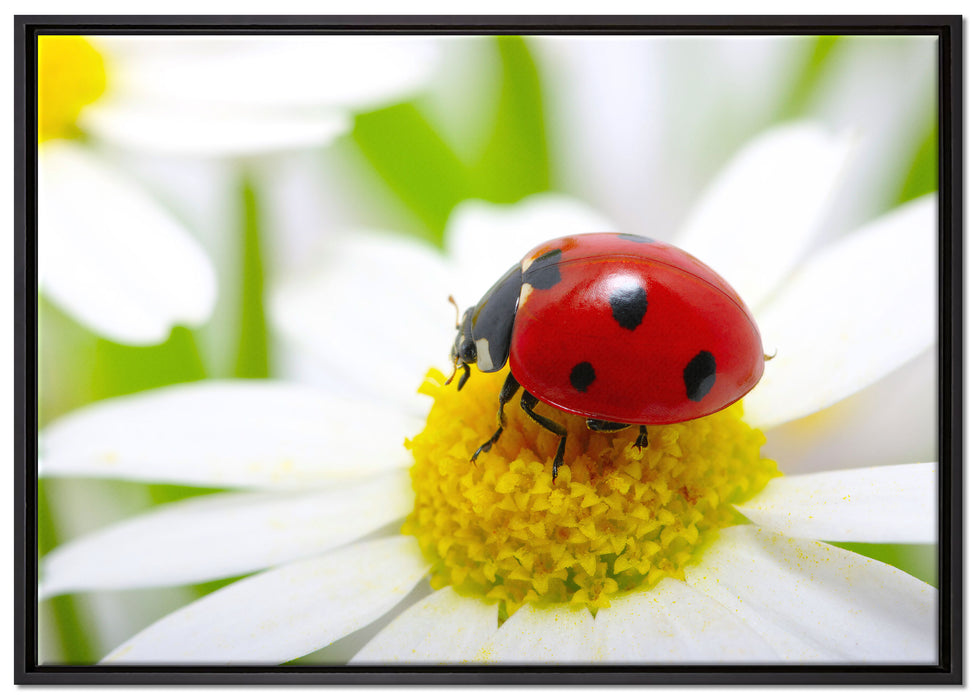 Marienkäfer auf Gänseblümchen auf Leinwandbild gerahmt Größe 100x70