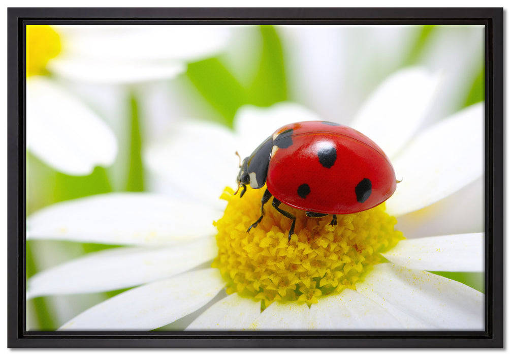 Marienkäfer auf Gänseblümchen auf Leinwandbild gerahmt Größe 60x40