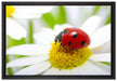 Marienkäfer auf Gänseblümchen auf Leinwandbild gerahmt Größe 60x40