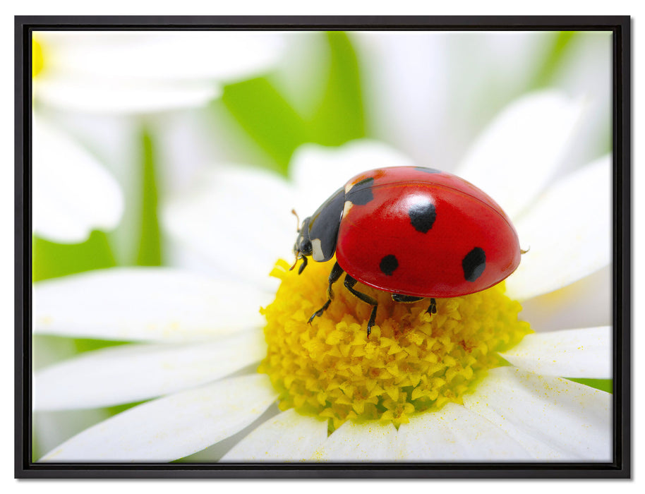 Marienkäfer auf Gänseblümchen auf Leinwandbild gerahmt Größe 80x60