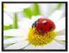 Marienkäfer auf Gänseblümchen auf Leinwandbild gerahmt Größe 80x60