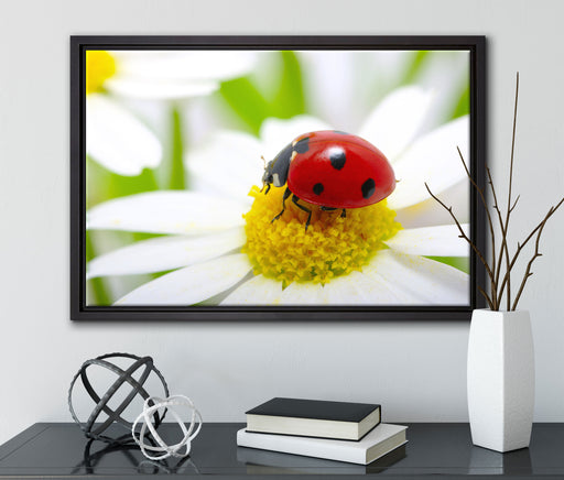 Marienkäfer auf Gänseblümchen auf Leinwandbild gerahmt mit Kirschblüten