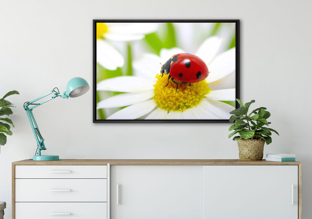 Marienkäfer auf Gänseblümchen auf Leinwandbild gerahmt verschiedene Größen im Wohnzimmer