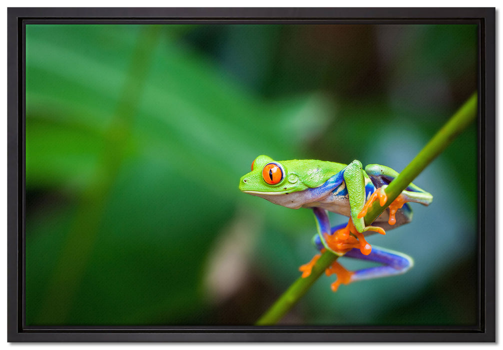 Grüner kleiner Frosch auf Ast auf Leinwandbild gerahmt Größe 60x40