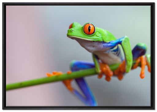Grüner Frosch auf Ast auf Leinwandbild gerahmt Größe 100x70