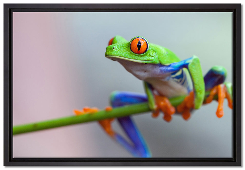 Grüner Frosch auf Ast auf Leinwandbild gerahmt Größe 60x40