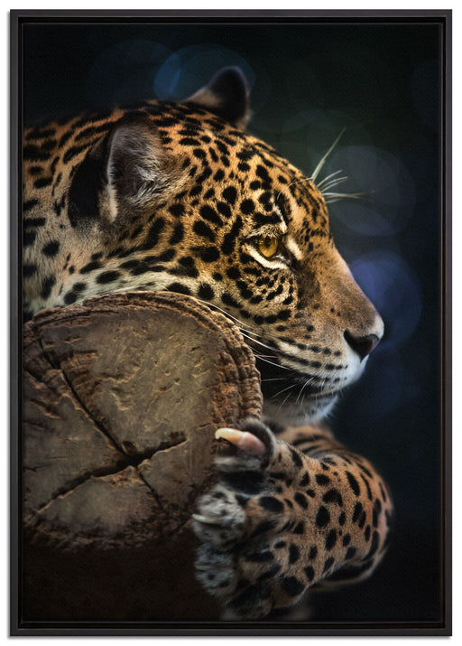 Wunderschöner Leopard auf Leinwandbild gerahmt Größe 100x70