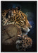 Wunderschöner Leopard auf Leinwandbild gerahmt Größe 100x70
