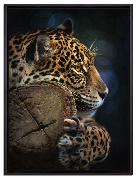 Wunderschöner Leopard auf Leinwandbild gerahmt Größe 80x60