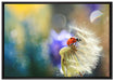 Marienkäfer auf Pusteblume auf Leinwandbild gerahmt Größe 100x70