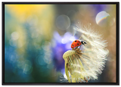 Marienkäfer auf Pusteblume auf Leinwandbild gerahmt Größe 100x70