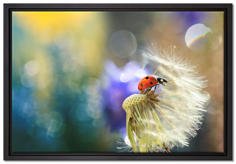 Marienkäfer auf Pusteblume auf Leinwandbild gerahmt Größe 60x40
