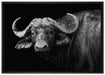 Dark Wasserbüffel auf Leinwandbild gerahmt Größe 100x70