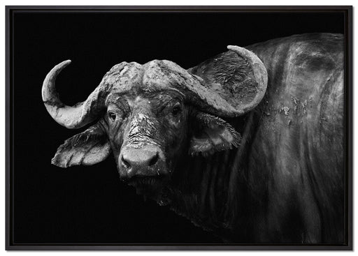 Dark Wasserbüffel auf Leinwandbild gerahmt Größe 100x70
