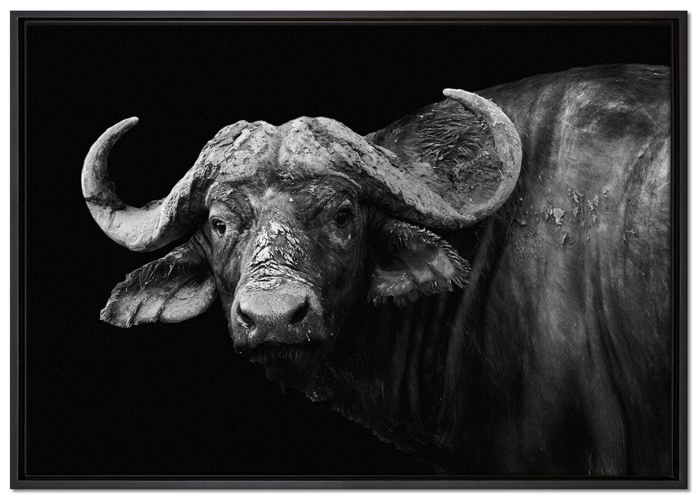 Dark Wasserbüffel auf Leinwandbild gerahmt Größe 100x70