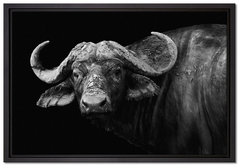 Dark Wasserbüffel auf Leinwandbild gerahmt Größe 60x40