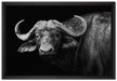 Dark Wasserbüffel auf Leinwandbild gerahmt Größe 60x40