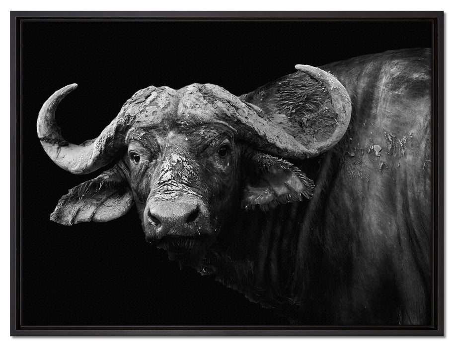 Dark Wasserbüffel auf Leinwandbild gerahmt Größe 80x60