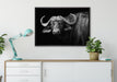 Dark Wasserbüffel auf Leinwandbild gerahmt verschiedene Größen im Wohnzimmer