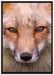 Fuchs Porträt auf Leinwandbild gerahmt Größe 100x70