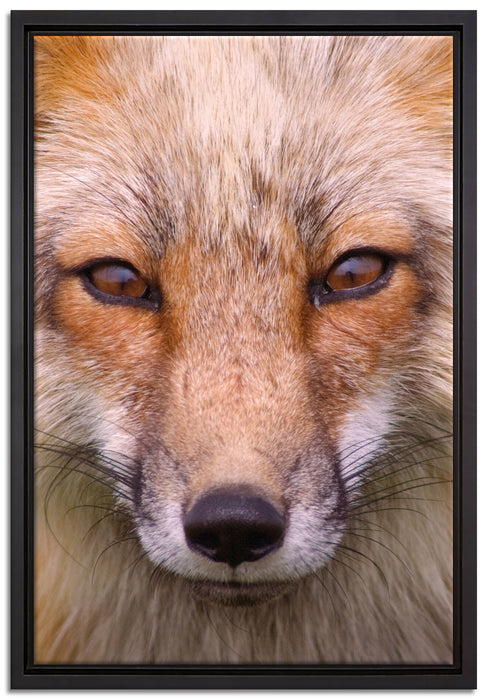 Fuchs Porträt auf Leinwandbild gerahmt Größe 60x40