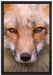 Fuchs Porträt auf Leinwandbild gerahmt Größe 60x40