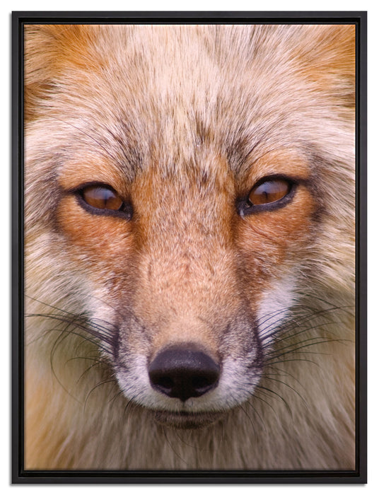 Fuchs Porträt auf Leinwandbild gerahmt Größe 80x60