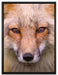 Fuchs Porträt auf Leinwandbild gerahmt Größe 80x60