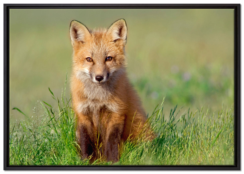 Kleiner Fuchs auf Leinwandbild gerahmt Größe 100x70