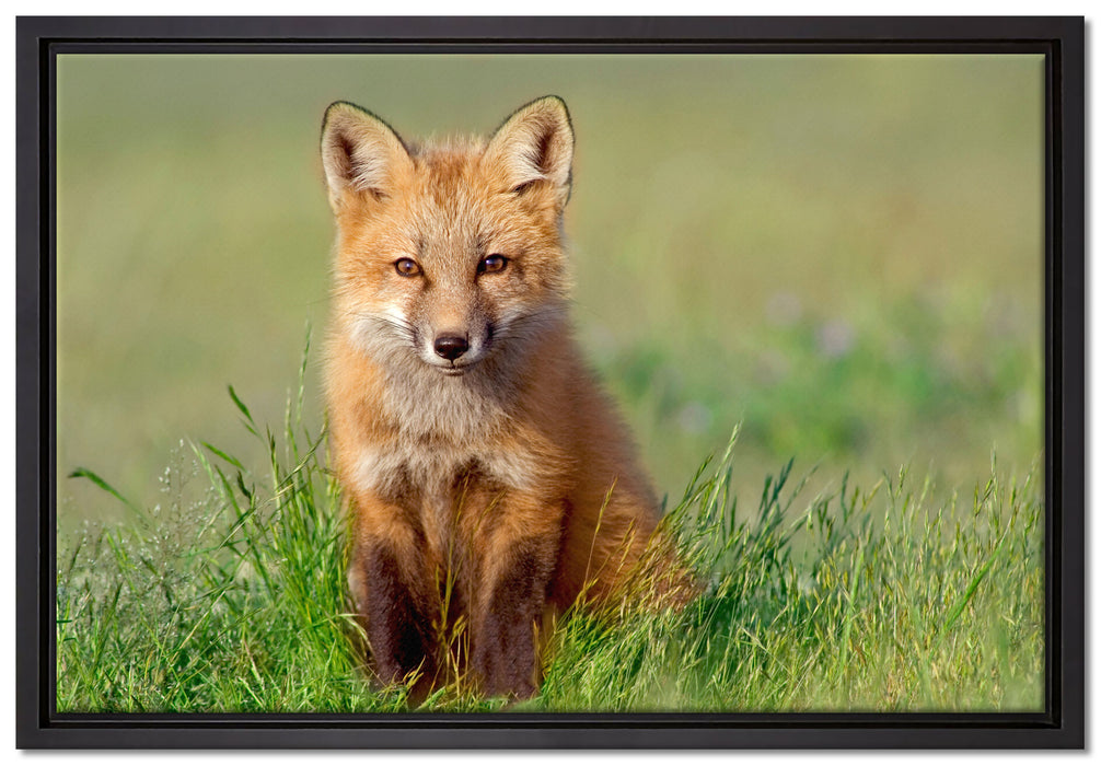Kleiner Fuchs auf Leinwandbild gerahmt Größe 60x40