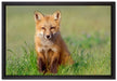 Kleiner Fuchs auf Leinwandbild gerahmt Größe 60x40