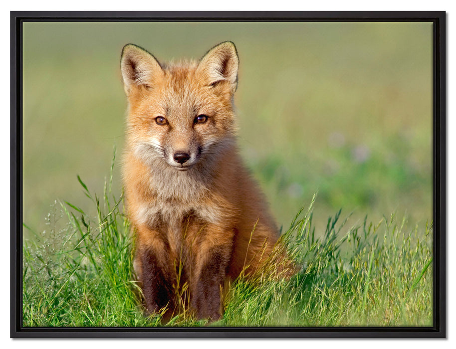 Kleiner Fuchs auf Leinwandbild gerahmt Größe 80x60