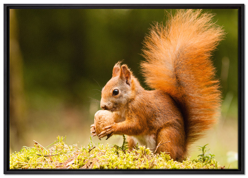 Eichhörnchen mit Nuss auf Leinwandbild gerahmt Größe 100x70