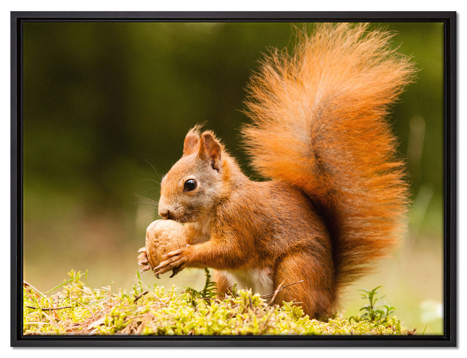 Eichhörnchen mit Nuss auf Leinwandbild gerahmt Größe 80x60