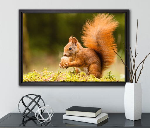 Eichhörnchen mit Nuss auf Leinwandbild gerahmt mit Kirschblüten