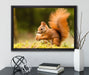 Eichhörnchen mit Nuss auf Leinwandbild gerahmt mit Kirschblüten