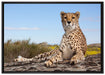 Gepard in Savanne auf Leinwandbild gerahmt Größe 100x70