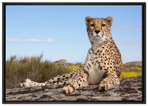 Gepard in Savanne auf Leinwandbild gerahmt Größe 100x70
