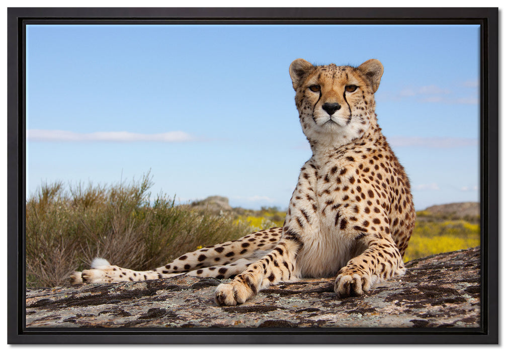 Gepard in Savanne auf Leinwandbild gerahmt Größe 60x40