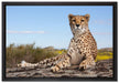 Gepard in Savanne auf Leinwandbild gerahmt Größe 60x40
